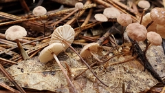 Mycetinis copelandii