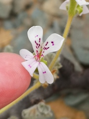 Pelargonium crassicaule