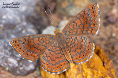 Calephelis arizonensis