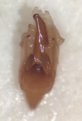 Pelocoris carolinensis