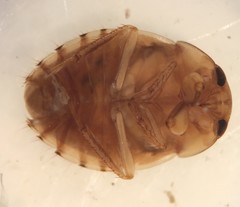 Pelocoris carolinensis