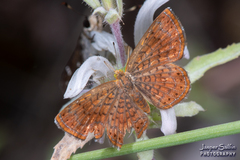 Calephelis arizonensis