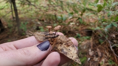 Mycetinis copelandii