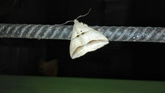 Perasia helvina