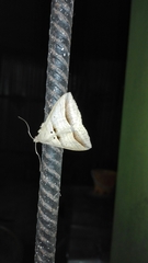 Perasia helvina