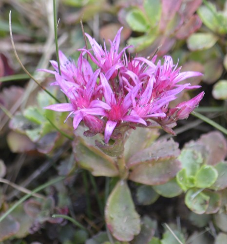 Caucasian Stonecrop