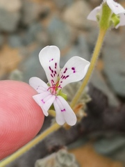 Pelargonium crassicaule