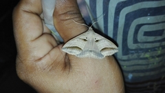 Perasia helvina