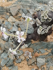 Pelargonium crassicaule