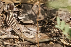 Aspidoscelis neomexicanus