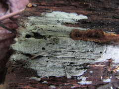 Hyphodontia arguta