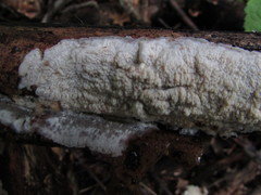 Phlebia acerina