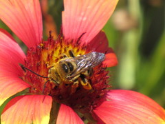 Melissodes dentiventris