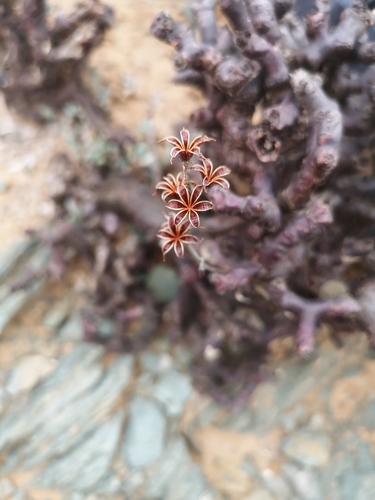 Adromischus montium-klinghardtii