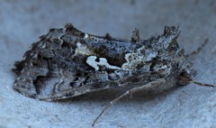 Syngrapha alias