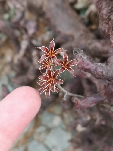 Adromischus montium-klinghardtii 4