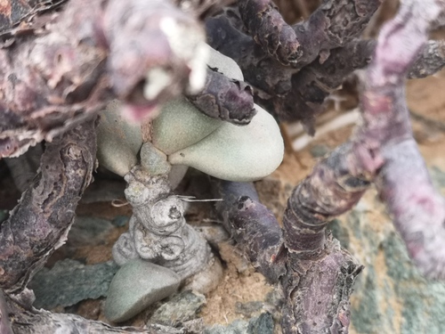 Adromischus montium-klinghardtii