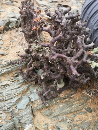 Adromischus montium-klinghardtii