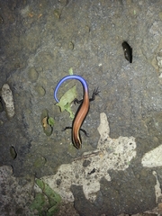 Plestiodon indubitus