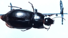 Amara lunicollis