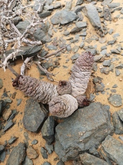 Larryleachia marlothii