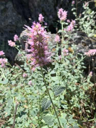 smallleaf giant hyssop (Agastache parvifolia)