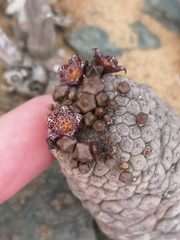 Larryleachia marlothii