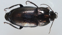 Amara lunicollis