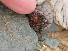 Larryleachia marlothii