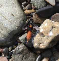 Urocerus cressoni