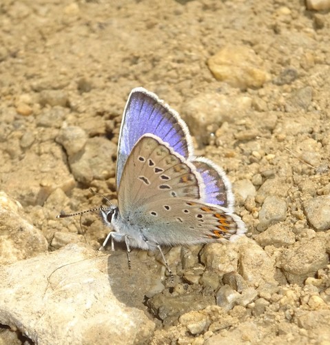 Northern Blue