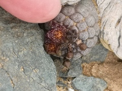 Larryleachia marlothii