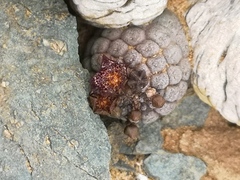 Larryleachia marlothii