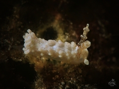 Bulbaeolidia sulphurea image