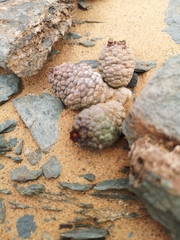 Larryleachia marlothii