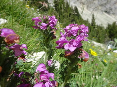 Pedicularis gyroflexa