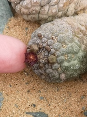 Larryleachia marlothii