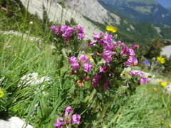 Pedicularis gyroflexa