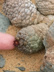 Larryleachia marlothii