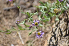 Erigeron breweri