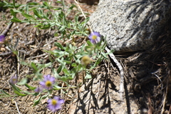Erigeron breweri