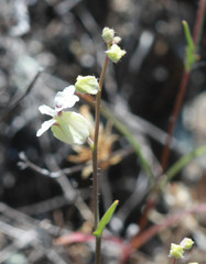 Streptanthus glandulosus secundus