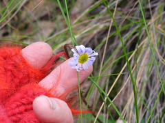Allittia uliginosa