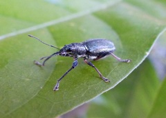 Naupactus auricinctus