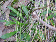 Allittia uliginosa