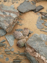 Larryleachia marlothii