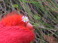Allittia uliginosa