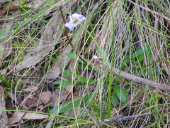 Allittia uliginosa