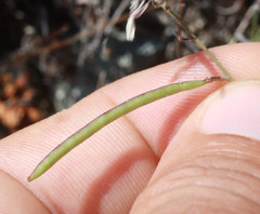 Streptanthus glandulosus secundus