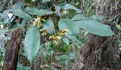 Anthonotha macrophylla